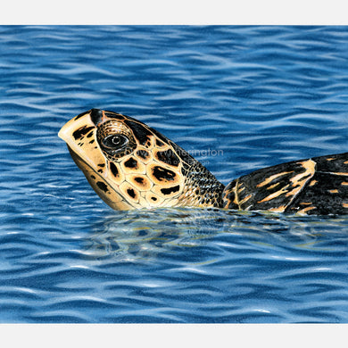 This is a beautiful, accurately detailed illustration is of a basking hawksbill sea turtle, Eretmochelys imbricata.