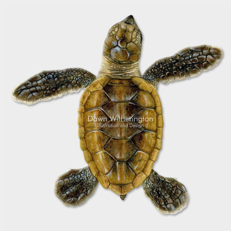 This beautiful drawing of a hatchling hawksbill sea turtle, Eretmochelys imbricata, is biologically accurate in detail. 