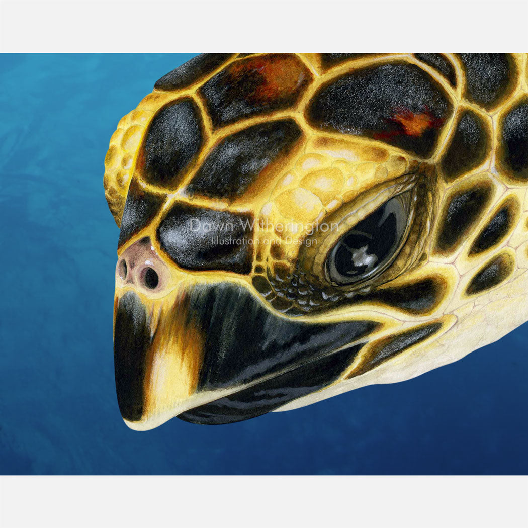 This beautiful drawing of an oceanic hawksbill sea turtle, Eretmochelys imbricata, is biologically accurate in detail. 