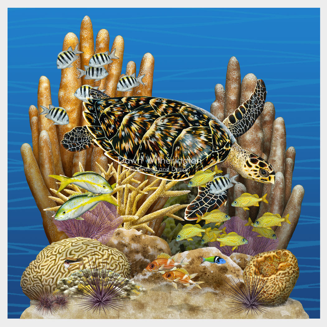 Florida Reef Tract Display, Featuring a Hawksbill Turtle, Florida Oceanographic Society Ocean EcoCenter