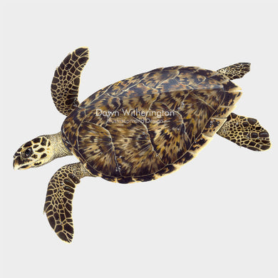 This beautiful drawing of a hawksbill sea turtle, Eretmochelys imbricata, is biologically accurate in detail. 