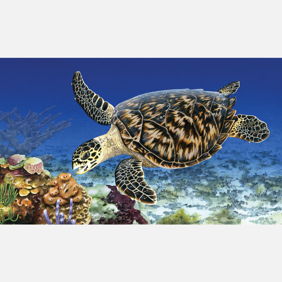 This beautiful illustration is of a hawksbill sea turtle, Eretmochelys imbricata, foraging on sponges on a coral reef.