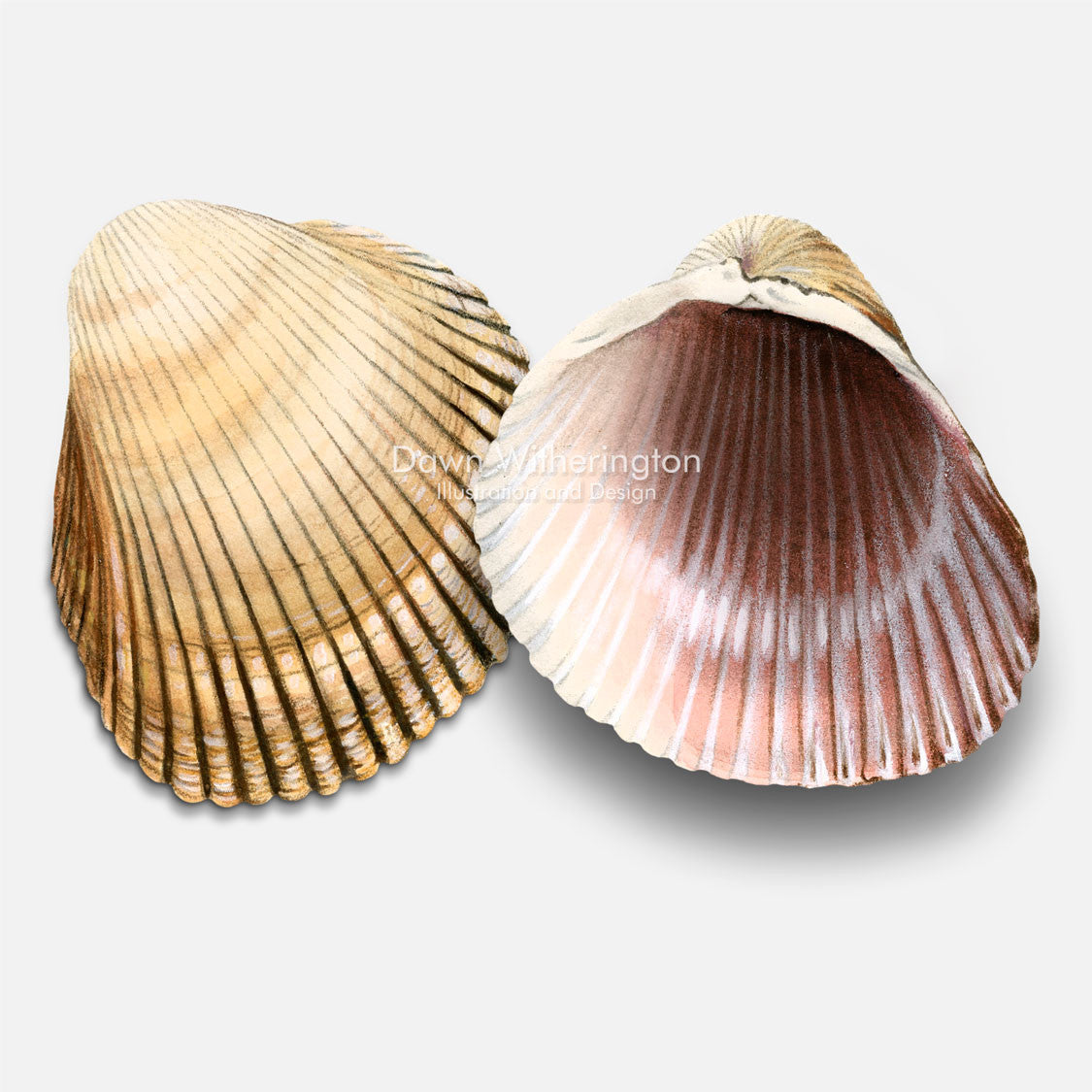 This beautiful drawing of Atlantic giant (heart) cockle shells, Dinocardium robustum, is accurate in detail.
