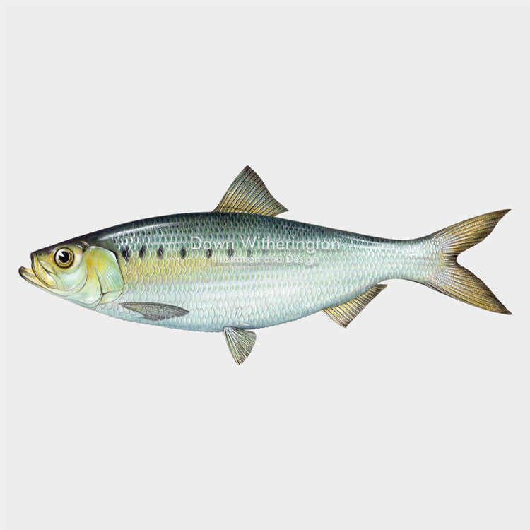 This beautiful illustration of a hickory shad, Alosa mediocris, is biologically accurate in detail.