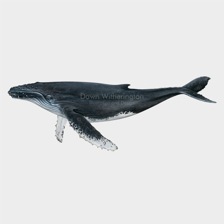 This drawing of a humpback whale, Megaptera novaeangliae, is biologically accurate in detail.