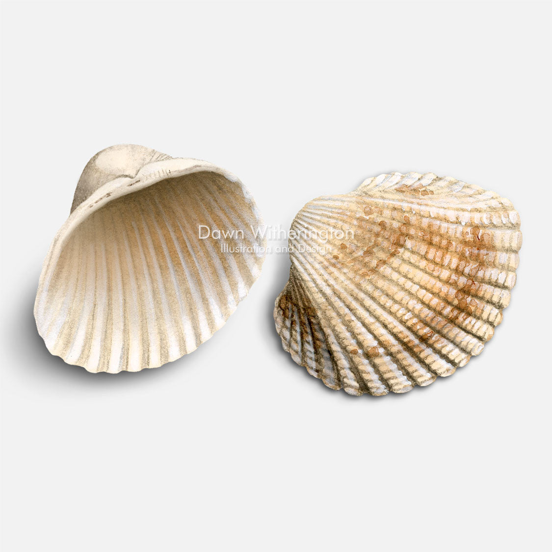 Ark Shell Drawing Incongruous Ark Shells – drawnbydawn