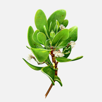 This beautiful illustration of Inkberry (gullfeed), Scaevola plumieri, is botanically accurate in detail.