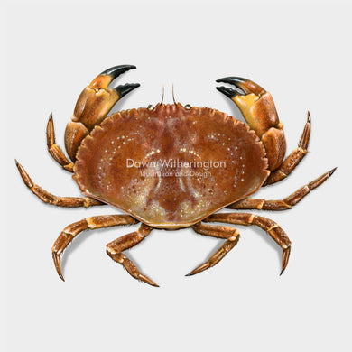 This beautiful drawing of a Jonah crab, Cancer borealis, is biologically accurate in detail.