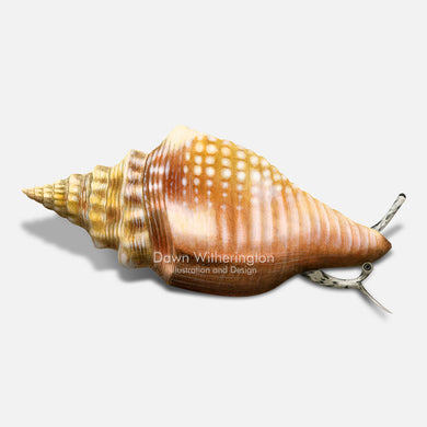 Scientific Illustration – Tagged seashells – drawnbydawn