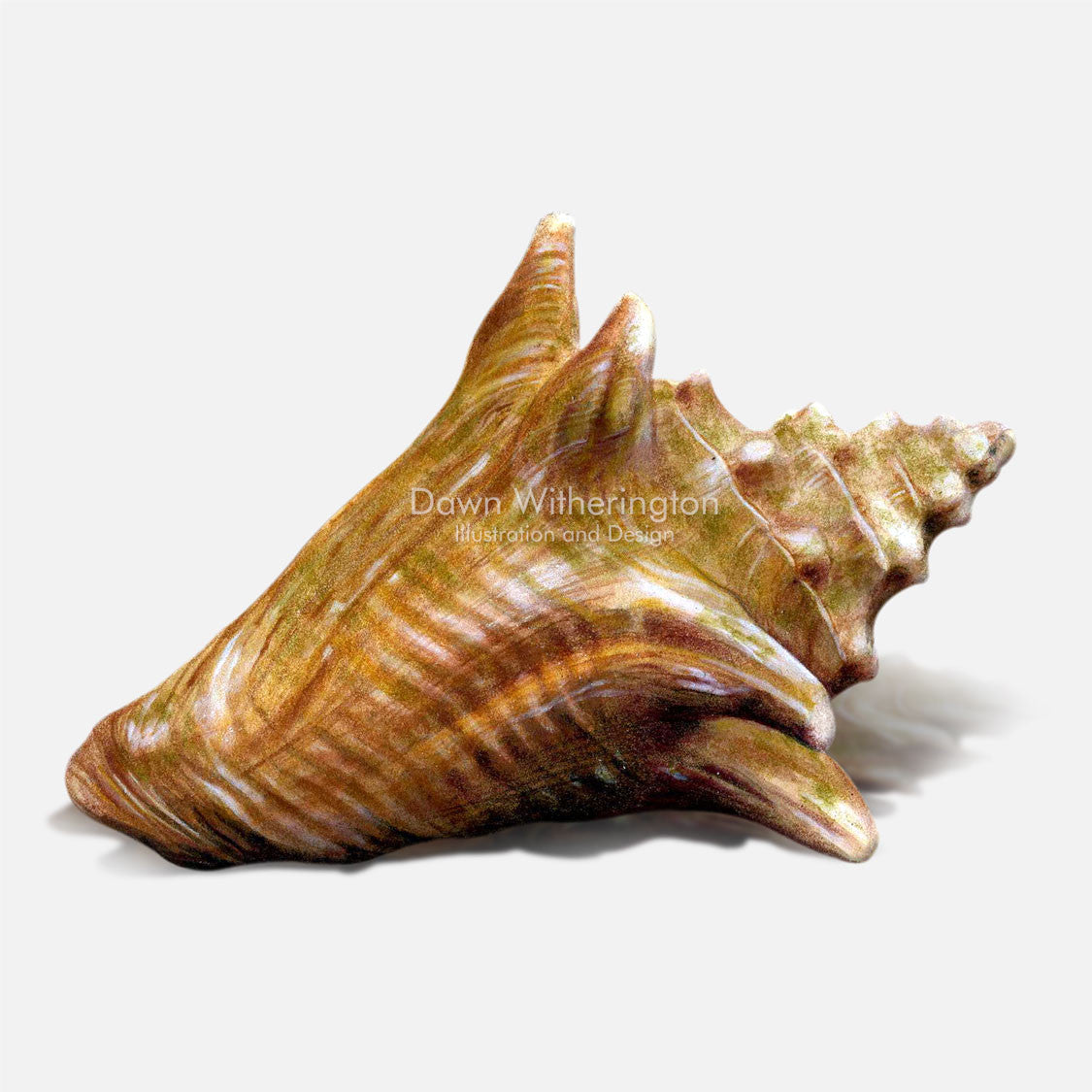 This beautiful drawing of a sub adult queen conch, Strombus gigas, is biologically accurate in detail.