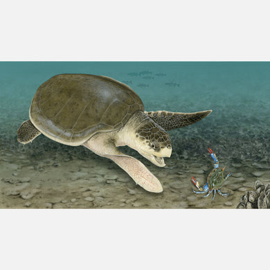This beautiful illustration is of a Kemp's ridley sea turtle (Lepidochelys kempii) foraging in a shallow bay. 