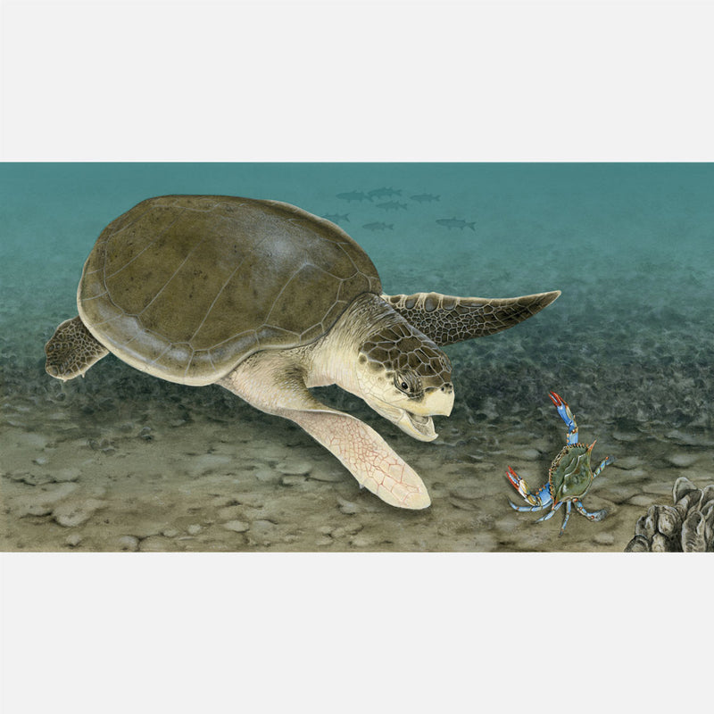 Kemp's Ridley Sea Turtle Approaching A Blue Crab – Drawnbydawn