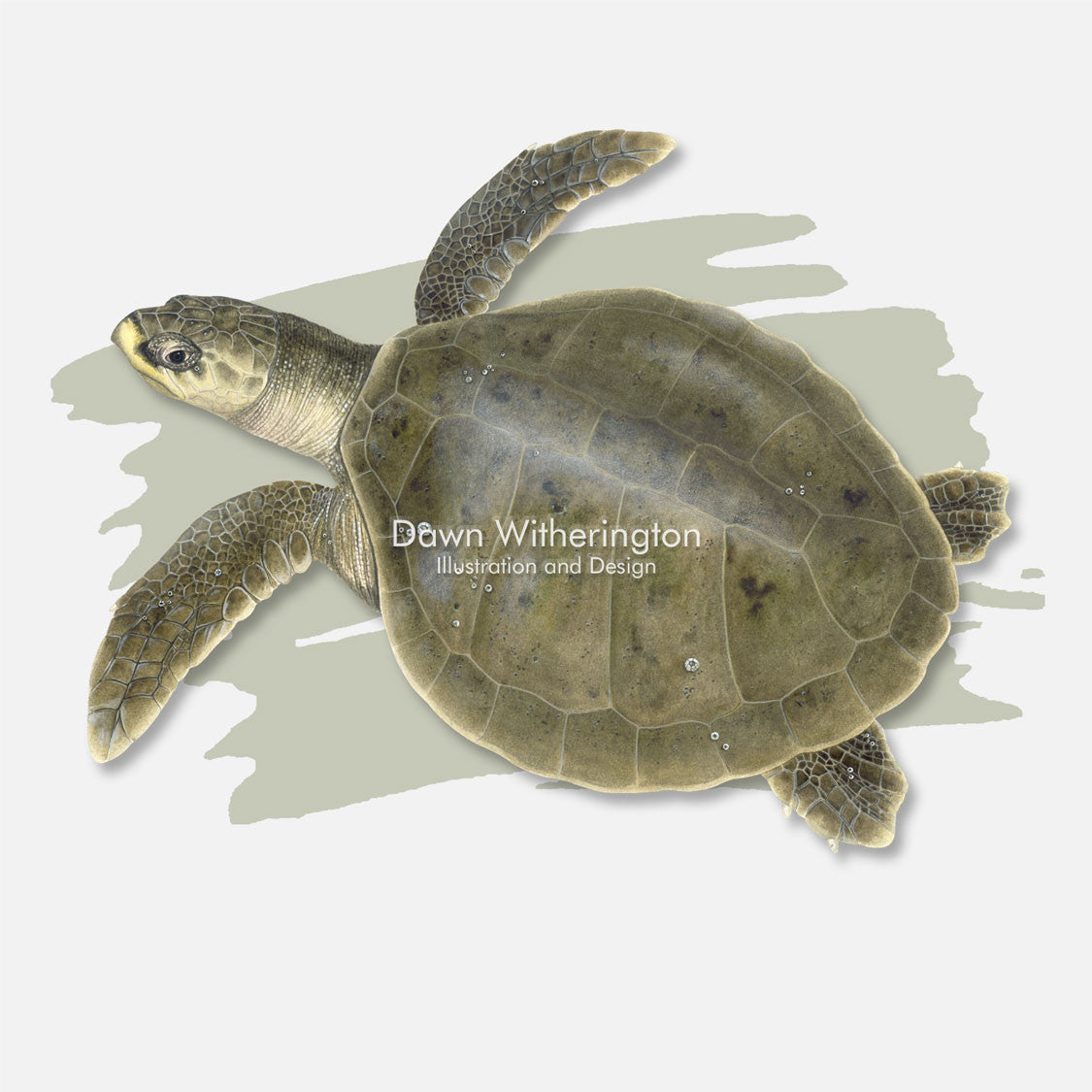 This beautiful illustration is of a Kemp's ridley sea turtle, Lepidochelys kempii, over a swash graphic. 