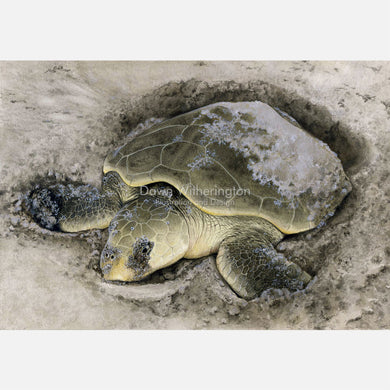 This beautiful illustration is of a nesting Kemp's ridley sea turtle, Lepidochelys kempii, on a Texas beach.