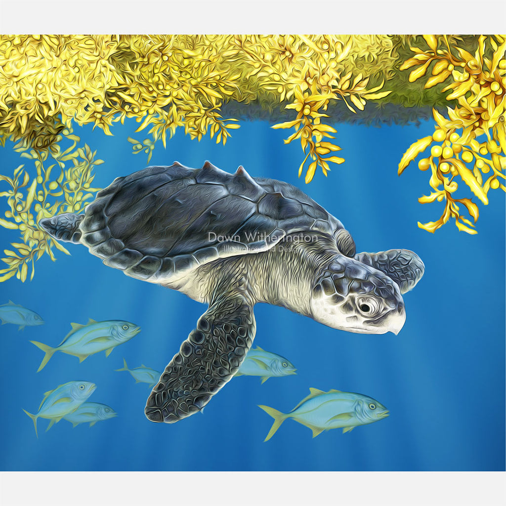 Kemp's ridley sea turtle in sargassum graphic – drawnbydawn