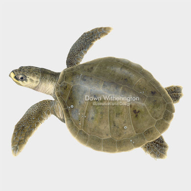 This beautiful drawing of a swimming Kemp's ridley sea turtle (Lepidochelys kempii) is biologically accurate in detail.