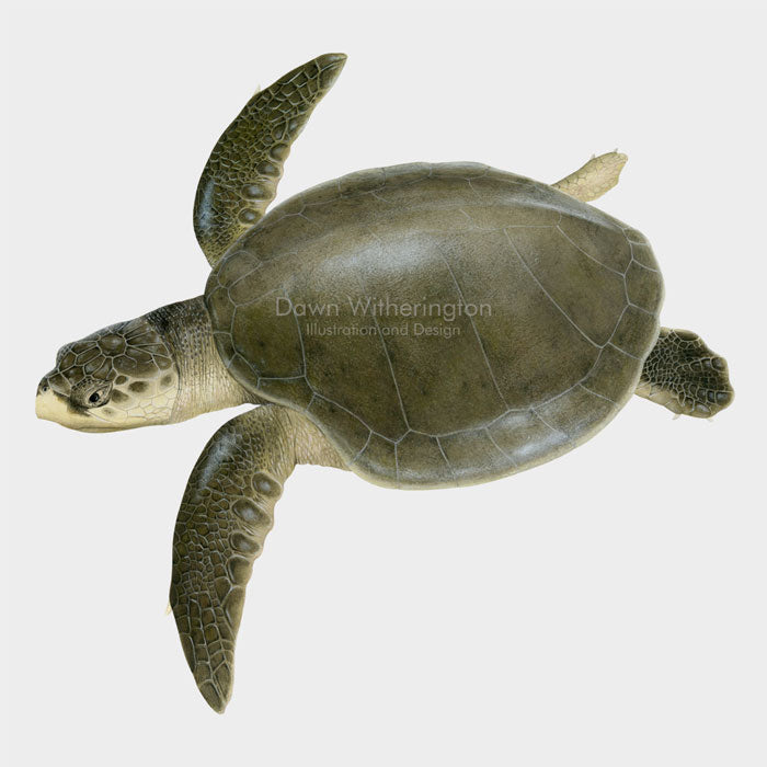 Kemp's Ridley Sea Turtle Adult – drawnbydawn