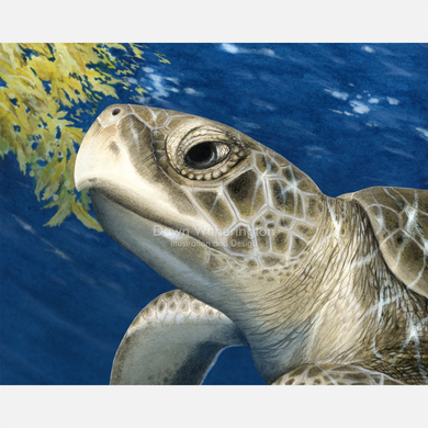 This beautiful drawing of a juvenile Kemp's ridley sea turtle (Lepidochelys kempii) is biologically accurate in detail.