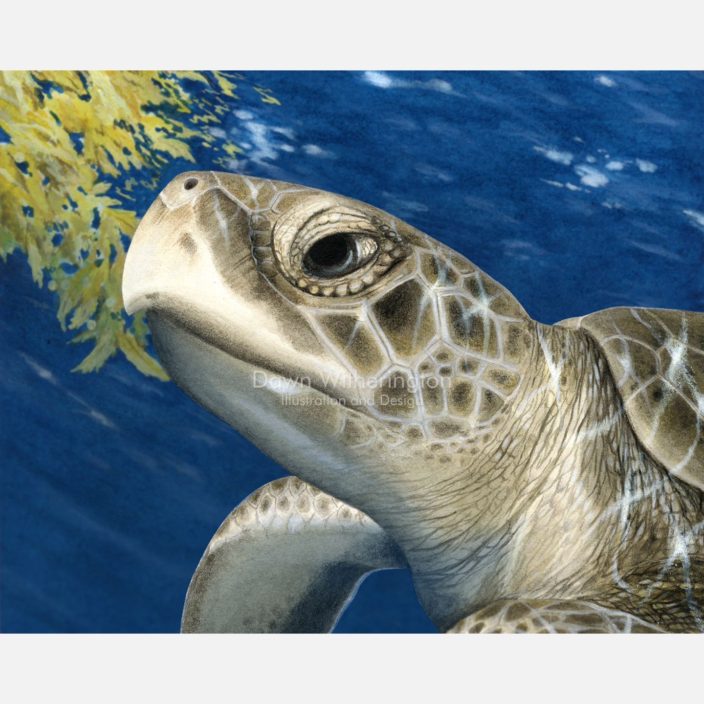 This beautiful drawing of a juvenile Kemp's ridley sea turtle (Lepidochelys kempii) is biologically accurate in detail.