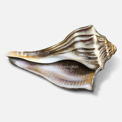 This beautiful drawing of a knobbed whelk shell, Busycon carica, is biologically accurate in detail.