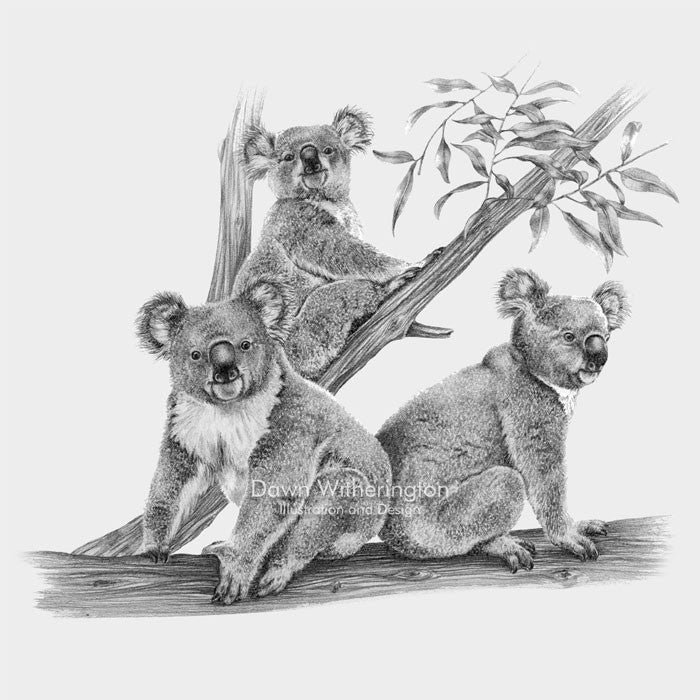 Cute koala bears, family of koala bears, koala bear babies