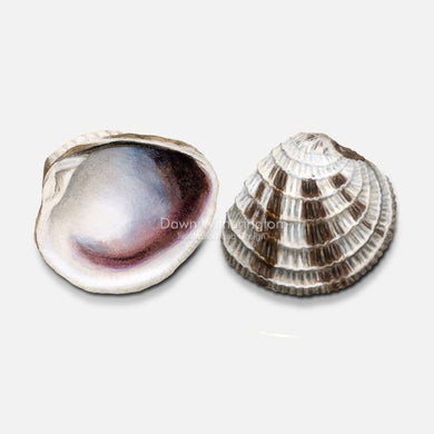 This beautiful drawing of lady-in-waiting venus clam shells, Chione intapurpurea, is accurate in detail.