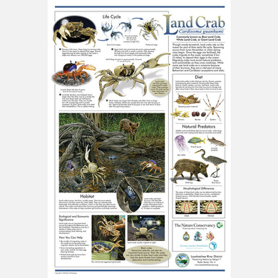 This beautiful poster provides information about blue land crabs, Cardisoma guanhumi.