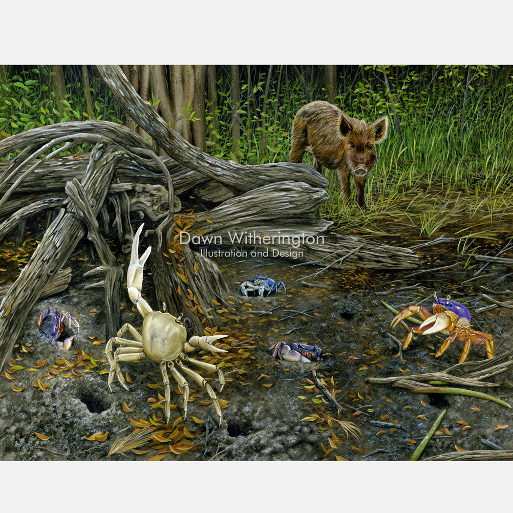 This illustration is of several blue land crabs, Cardisoma guanhumi, in a Bahamian habitat. 