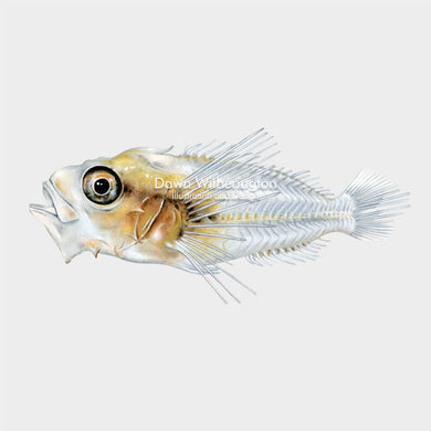 This beautiful illustration of a larval lionfish (Pterois spp.), is biologically accurate in detail.