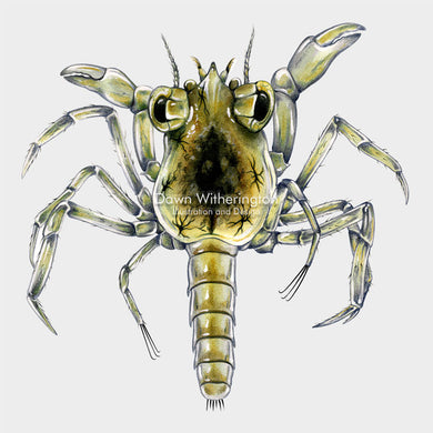 This beautiful drawing of a late stage larval crab, megalops, is biologically accurate in detail.