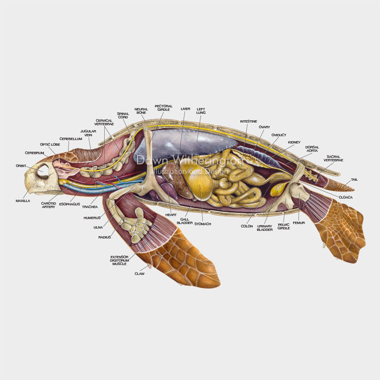 This lateral anatomy cutaway illustration of a loggerhead sea turtle (Caretta caretta) is biologically accurate in detail.