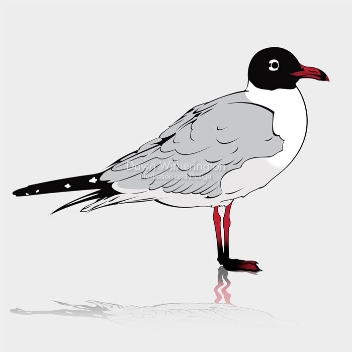 This is a cute graphical illustration of a laughing gull (Leucophaeus atricilla).