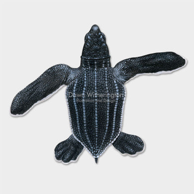 This beautiful illustration of a hatchling leatherback sea turtle, Dermochelys coriacea, is biologically accurate in detail.