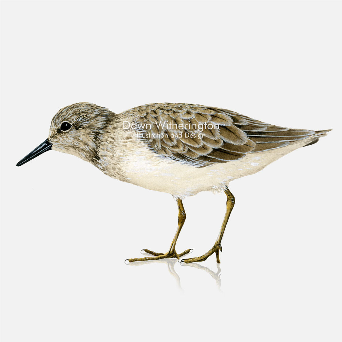 This beautiful illustration of a least sandpiper, Calidris minutilla, is biologically accurate in detail.