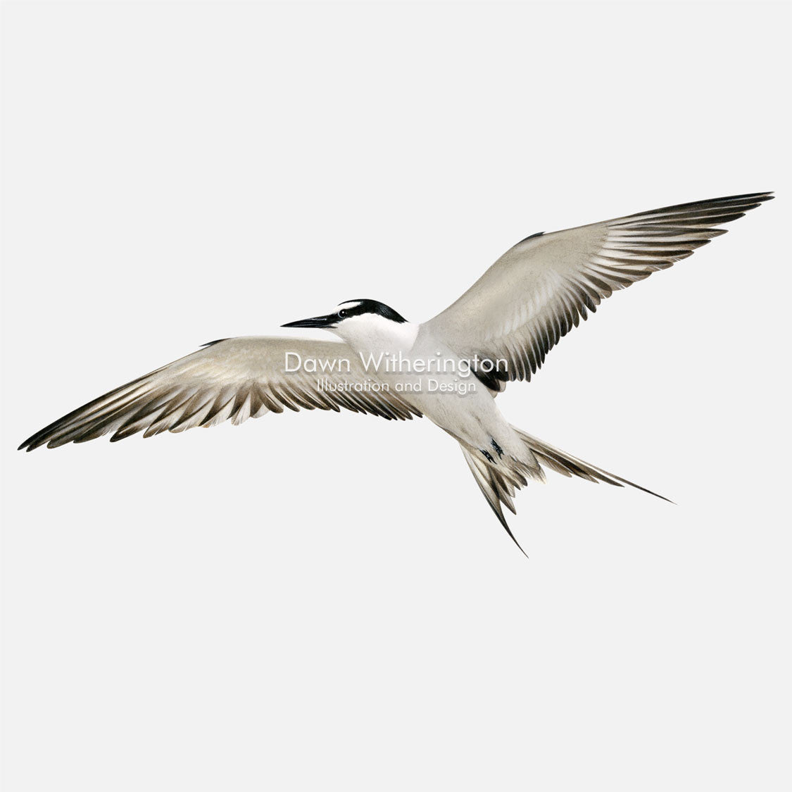 This beautiful illustration of a least tern, Sternula antillarum, in flight, is biologically accurate in detail.