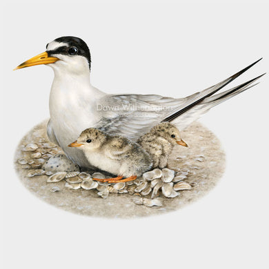 Nesting Least Tern with Chicks and Egg