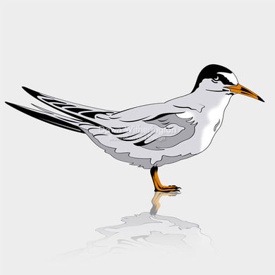 This is a cute graphical illustration of a least tern (Sternula antillarum).