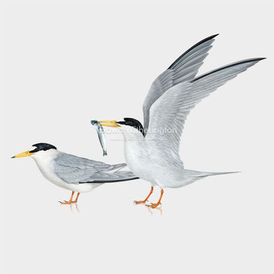 Least Terns Courting