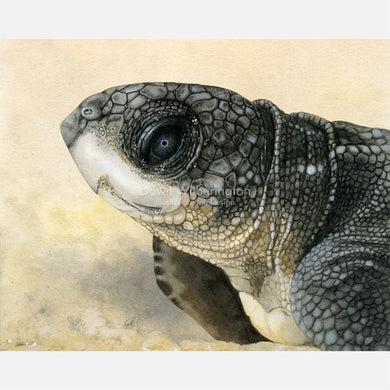 This beautiful drawing of a hatchling leatherback sea turtle, Dermochelys coriacea, is biologically accurate in detail.