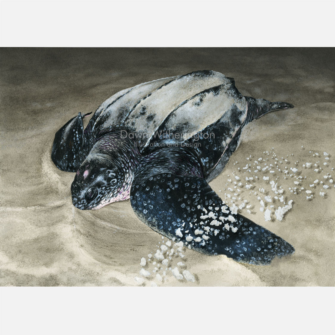 This beautiful illustration is of a nesting leatherback sea turtle, Dermochelys coriacea, on a Florida beach.