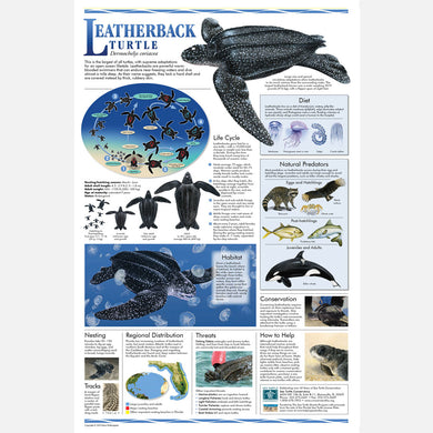 This beautiful poster provides information about the leatherback sea turtle. 