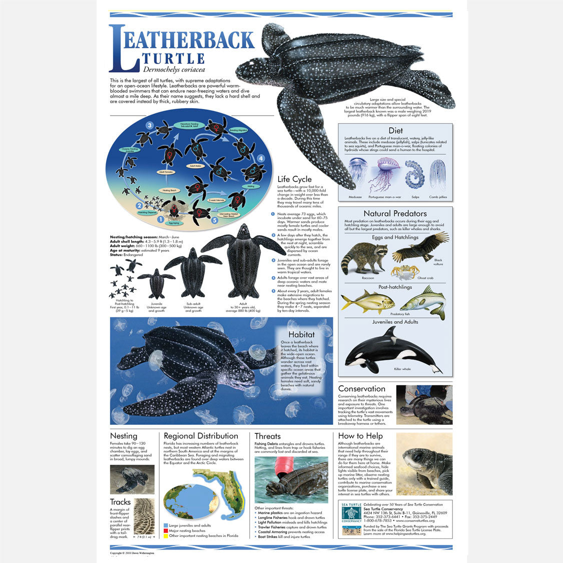 Leatherback Sea Turtle Food Web leatherback-sea-turtle-food-web