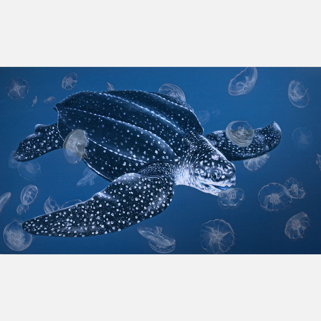 This lovely illustration is of a leatherback sea turtle (Dermochelys coriacea) feeding on moon jellies.