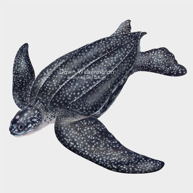 This beautiful illustration of a swimming leatherback sea turtle, Dermochelys coriacea, is biologically accurate in detail.
