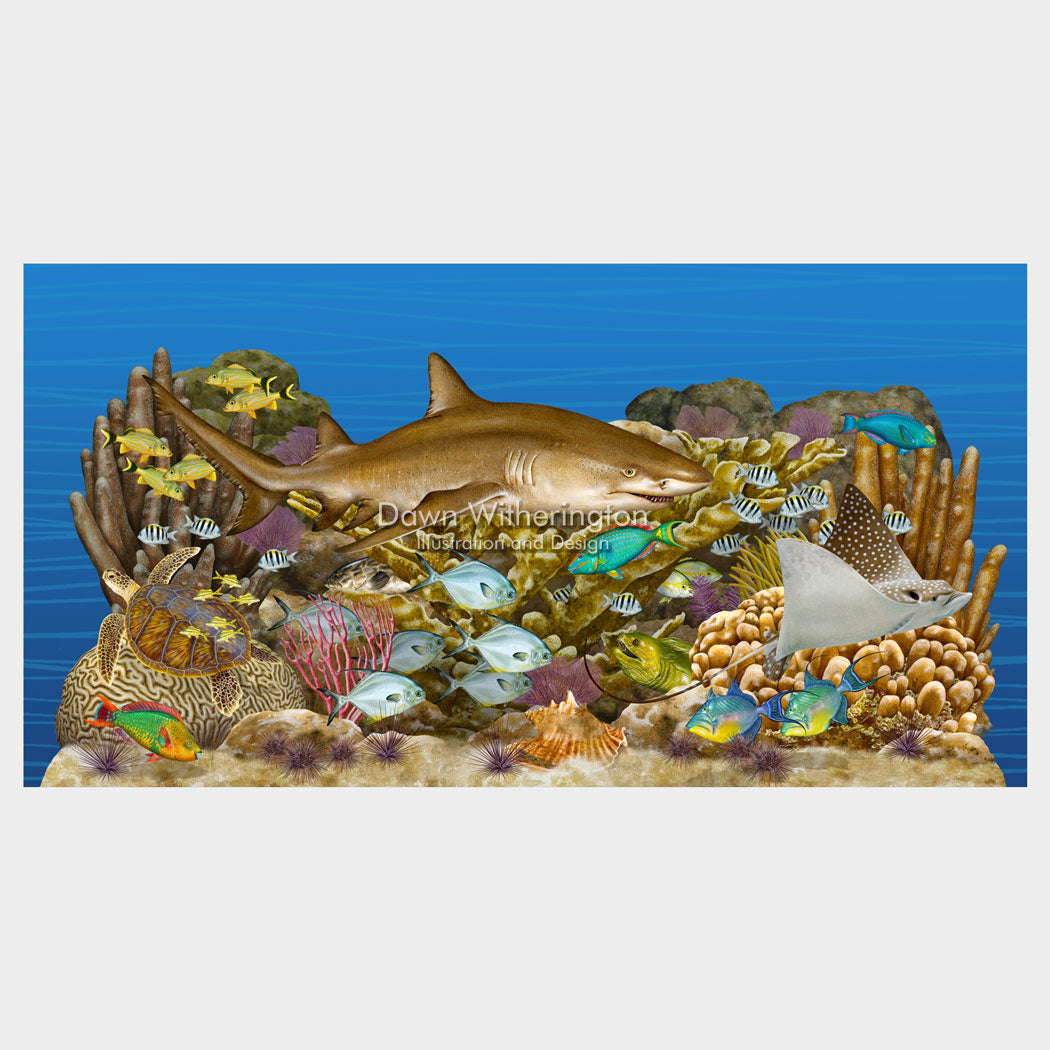 Florida Reef Tract Display, Featuring a Lemon Shark, Florida Oceanographic Society Ocean EcoCenter