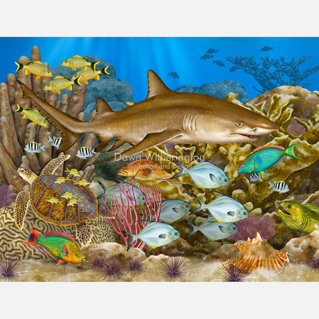 Lemon Shark in Coral Reef Habitat