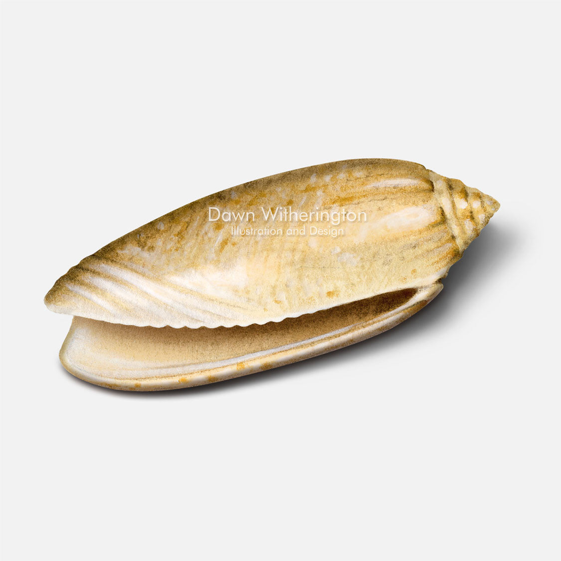 This beautiful illustration of a lettered olive shell, Oliva sayana, is accurate in detail.