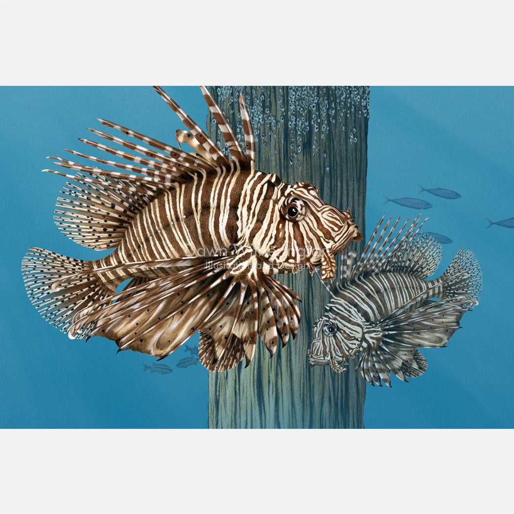 This illustration is of a pair of red lionfish (Pterois volitans) around dock piling.