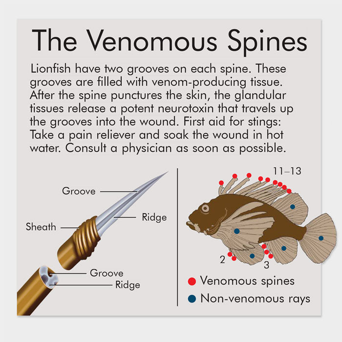 lionfish spines in herbicide Lionfish spines – drawnbydawn