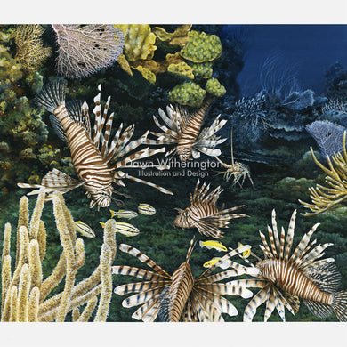 This illustration is of several invasive red lionfish, Pterois volitans, inhabiting a nearshore reef.